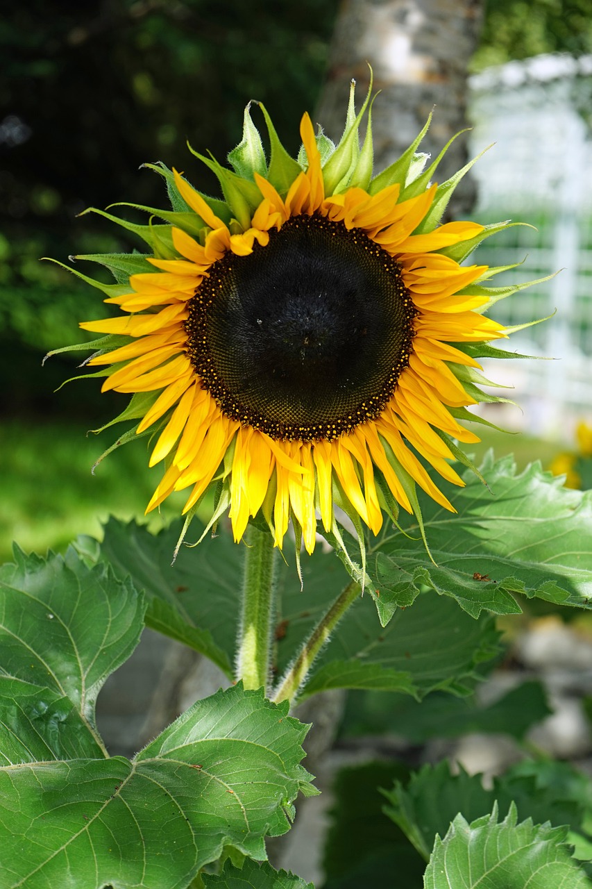 sun flower flower summer free photo