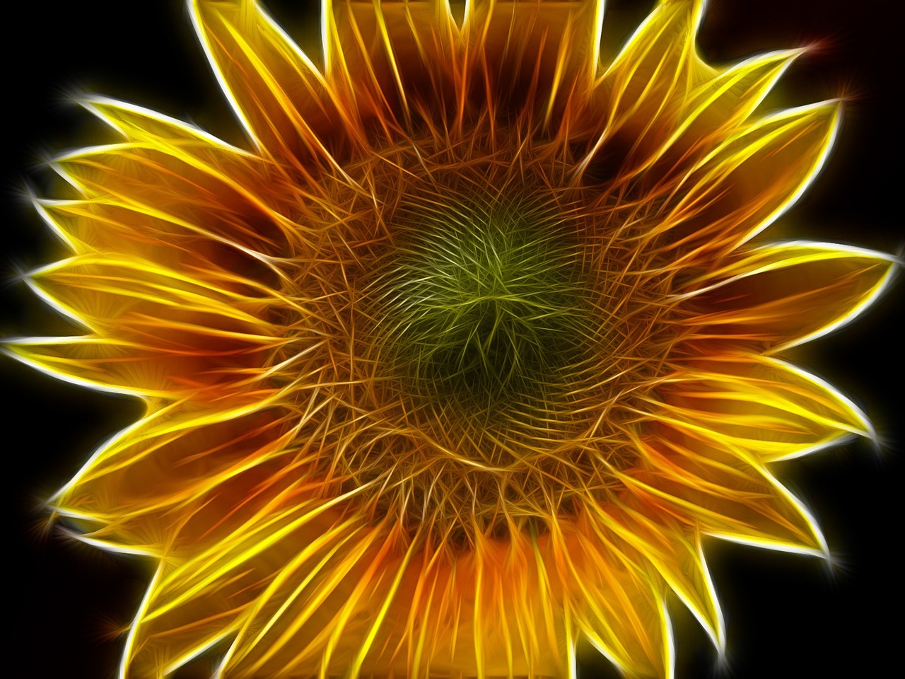 sun flower abstract edited free photo