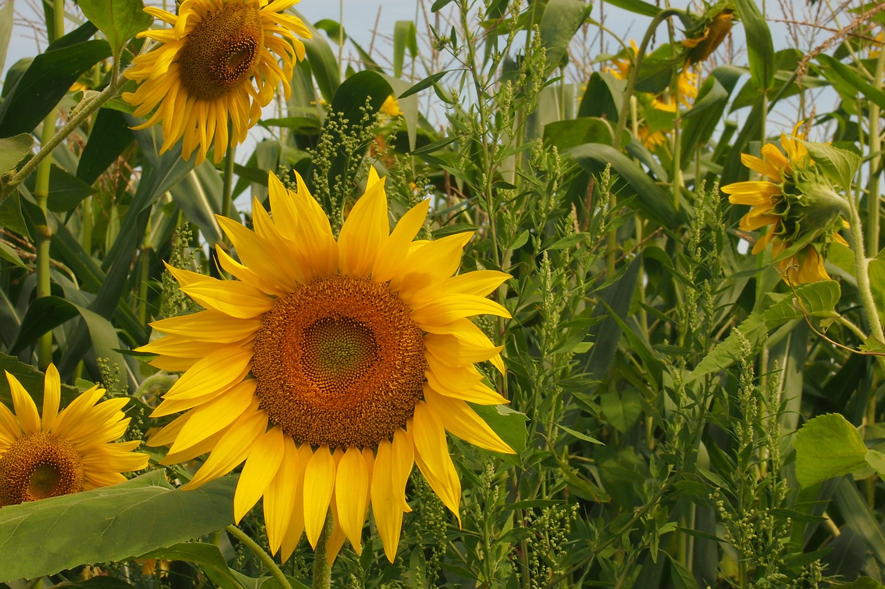 sun flower sunflower helianthus free photo