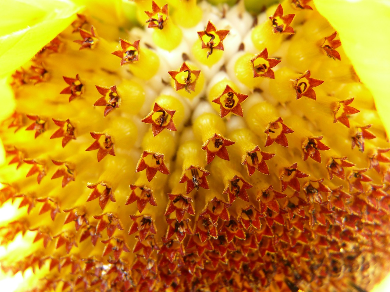 sun flower inflorescence flower basket free photo