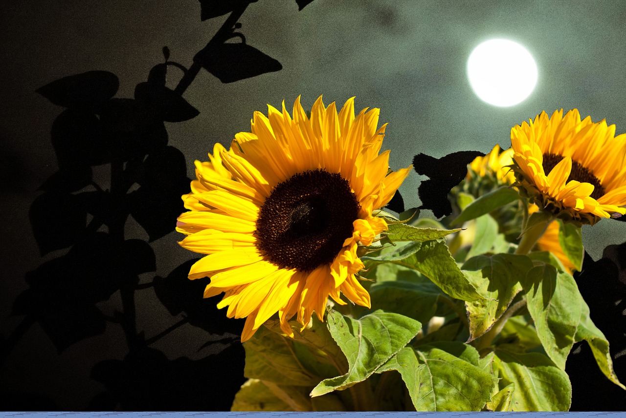 sun flower sun moon free photo