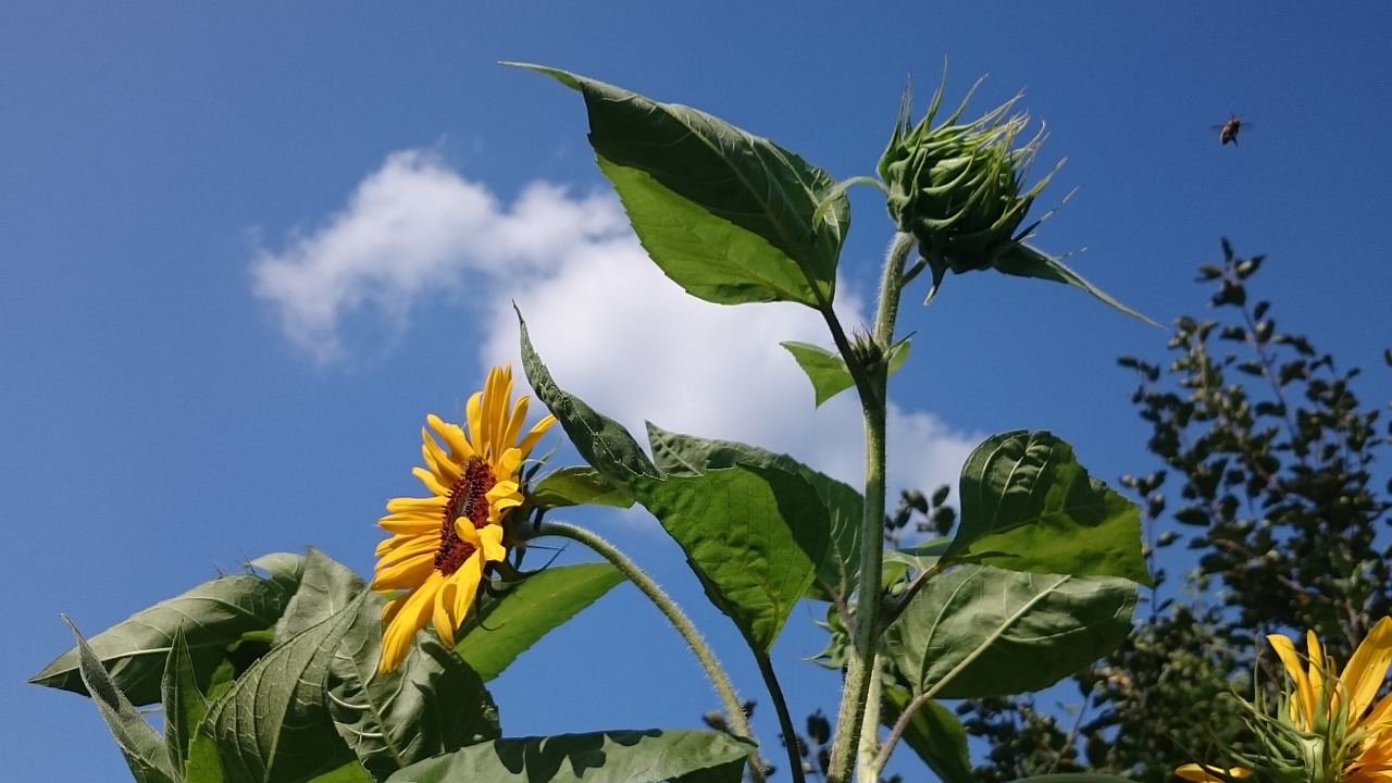 sun flower sky clouds free photo