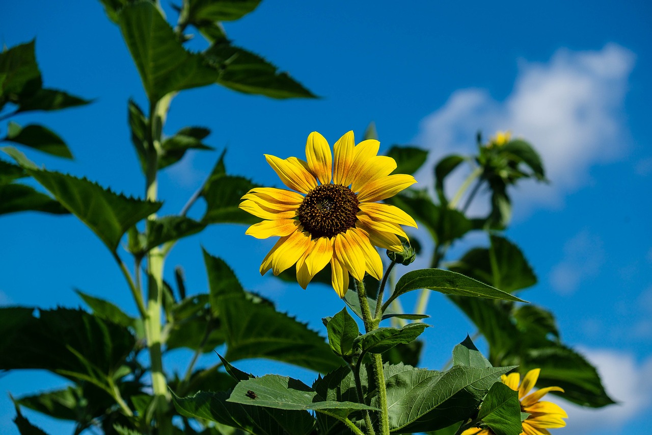 sun flower flower yellow free photo