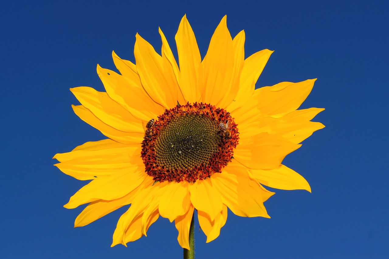 sun flower yellow flower free photo