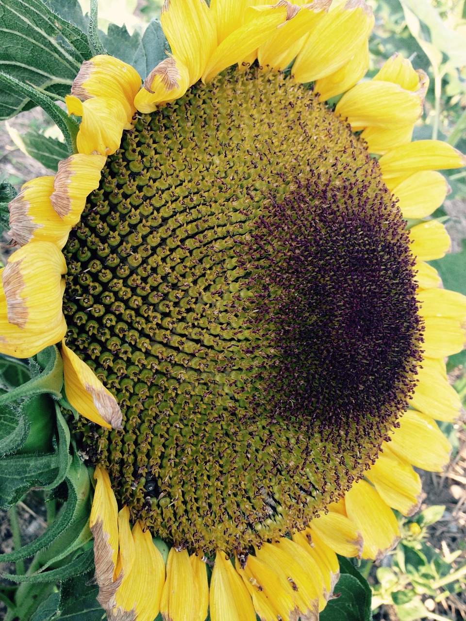 sun flower summer yellow free photo