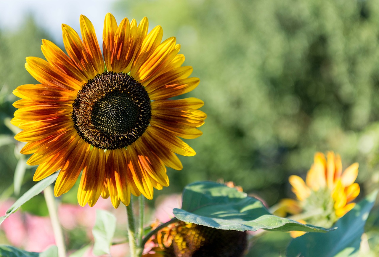 sun flower brown-yellow flower free photo