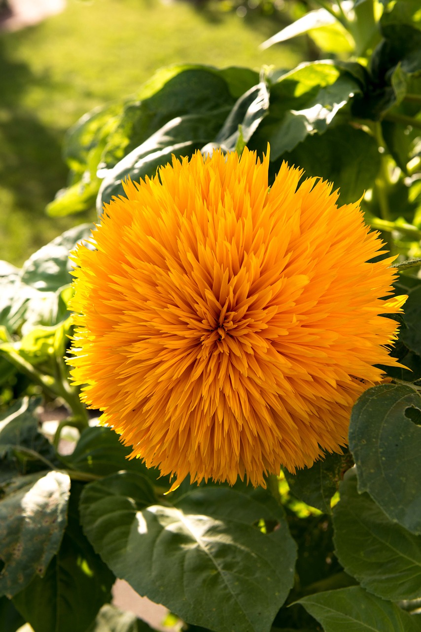 sun flower filled gene defect free photo