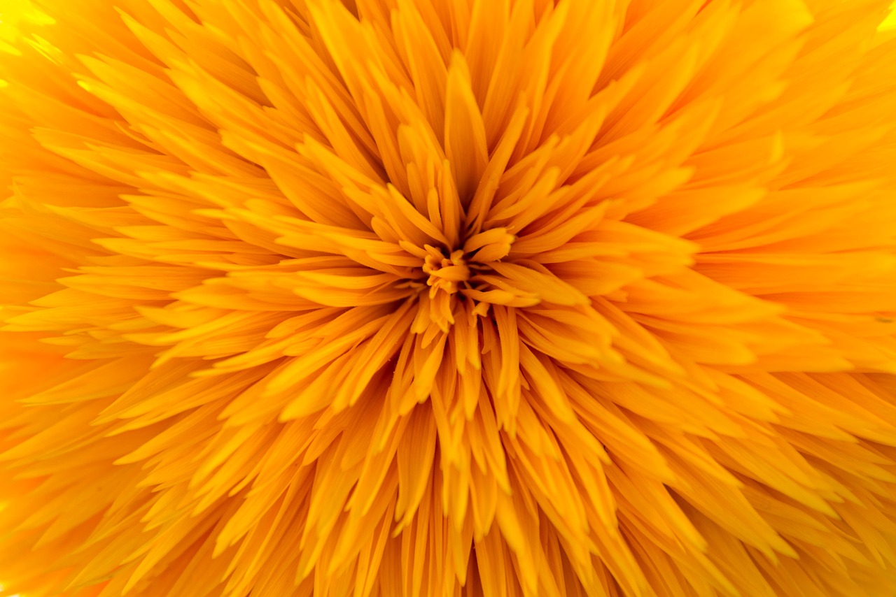 sun flower filled gene defect free photo