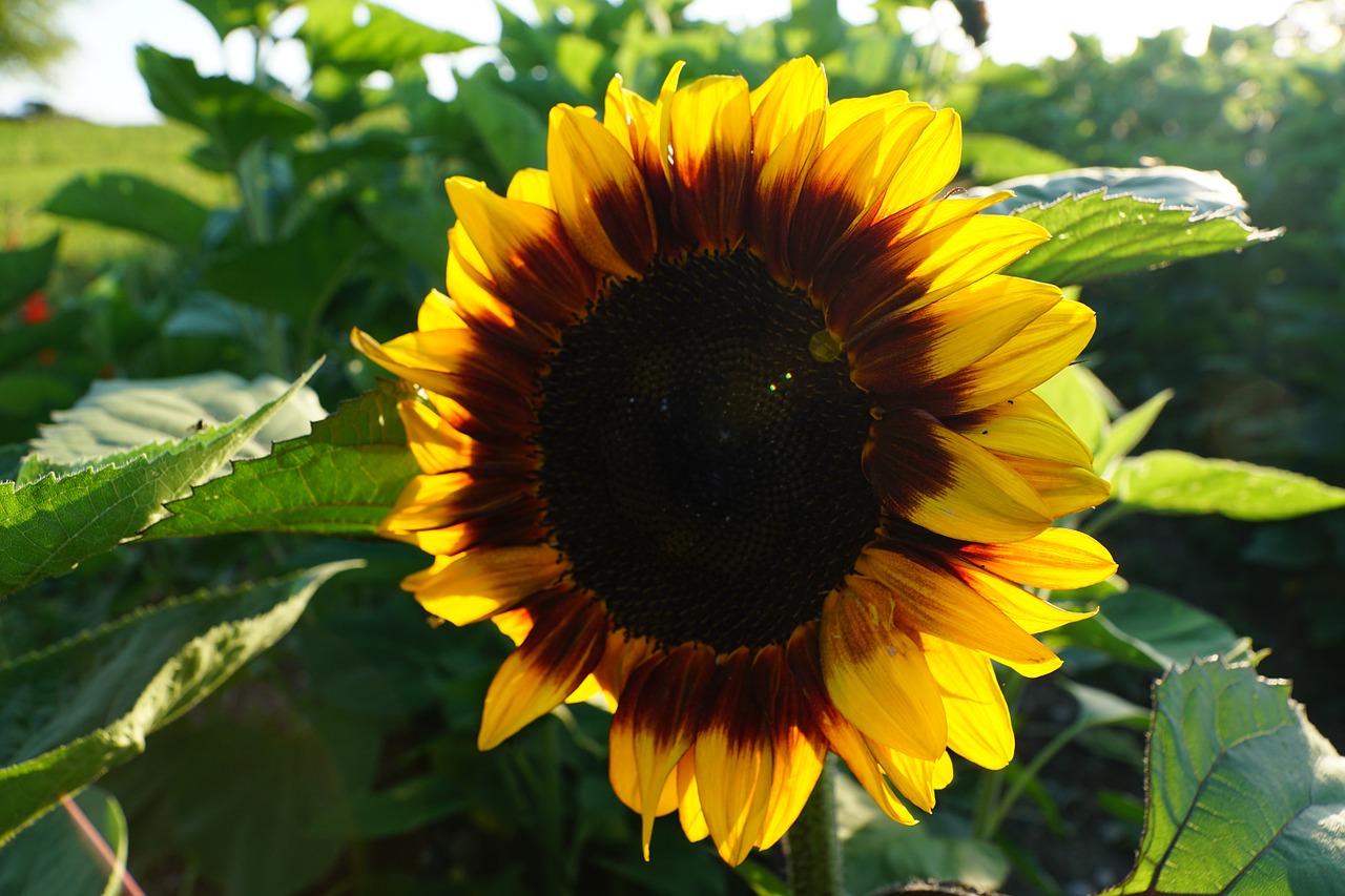 sun flower yellow green free photo