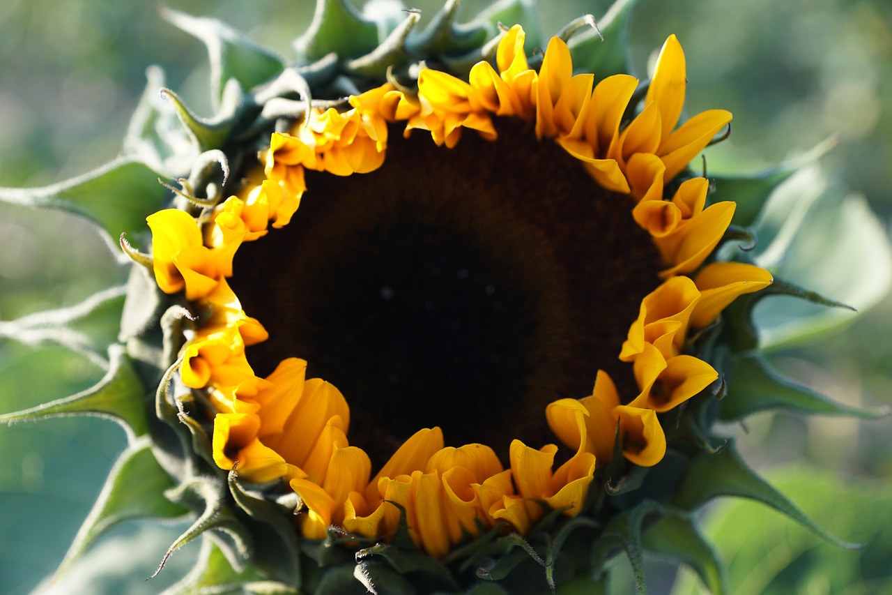 sun flower yellow green free photo