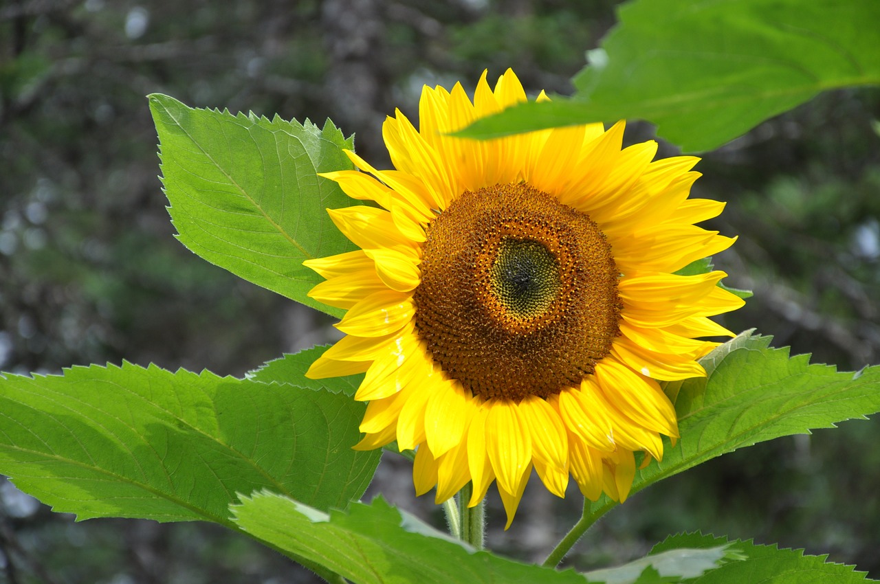 sun flower sunflower seeds flower free photo