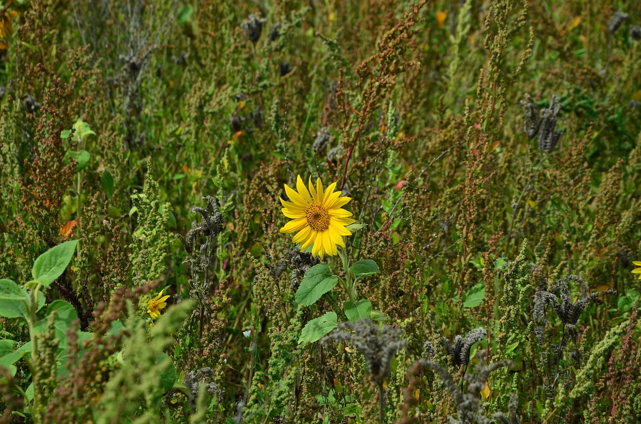 sun flower lonely alone free photo