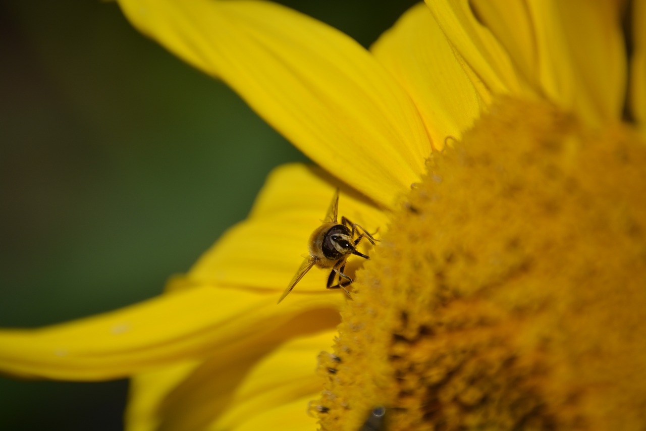 sun flower yellow wasp free photo