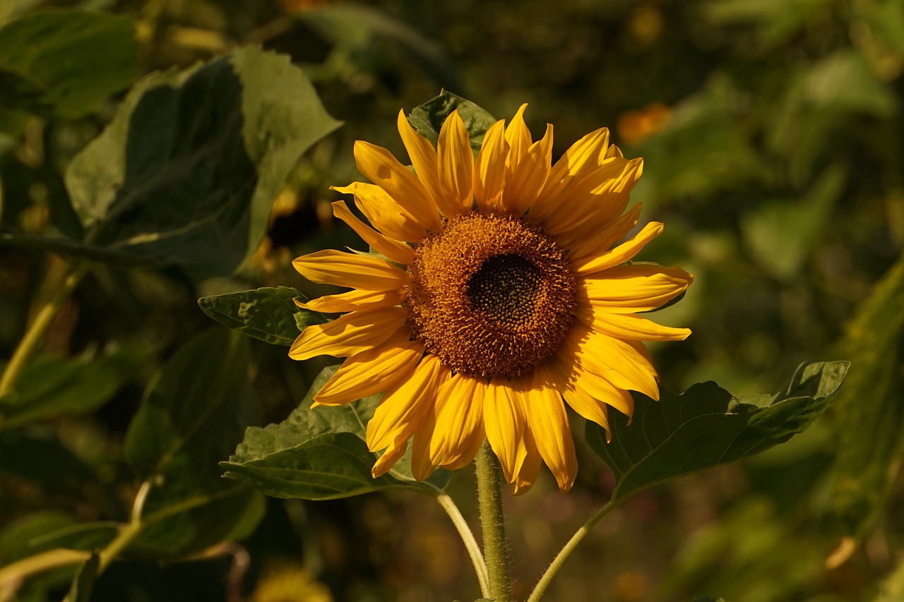 sun flower yellow summer free photo