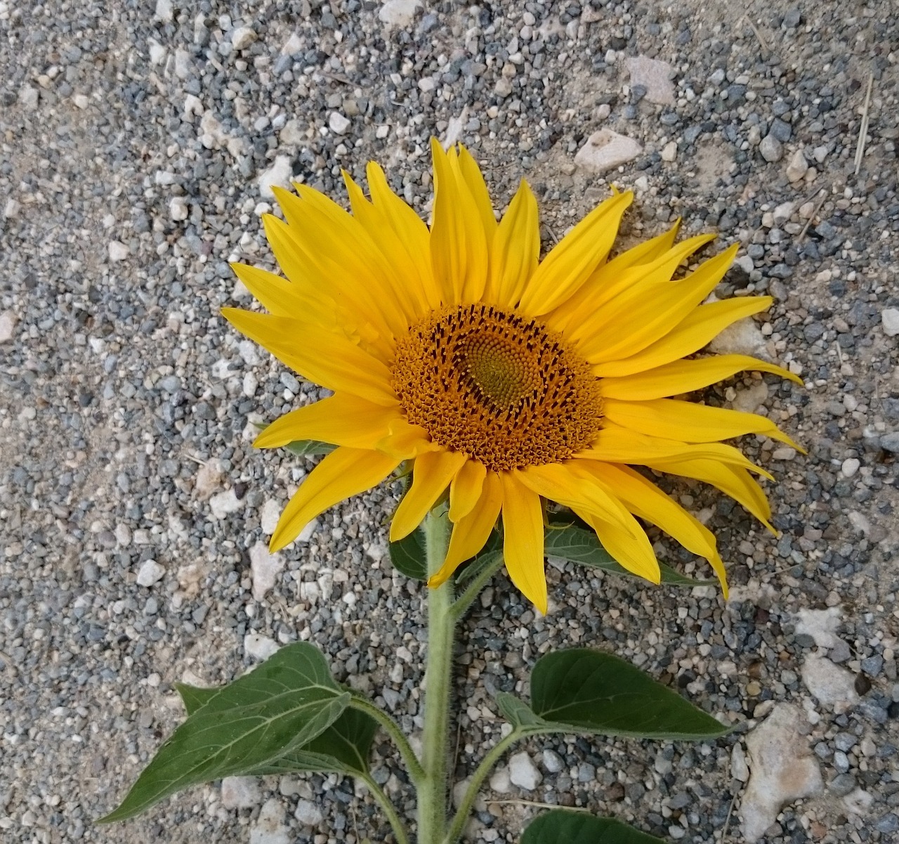 sun flower flower yellow free photo