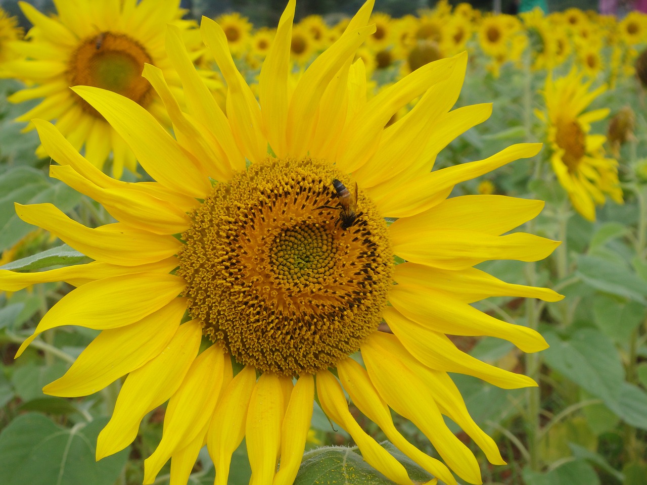 sun flower flower garden free photo