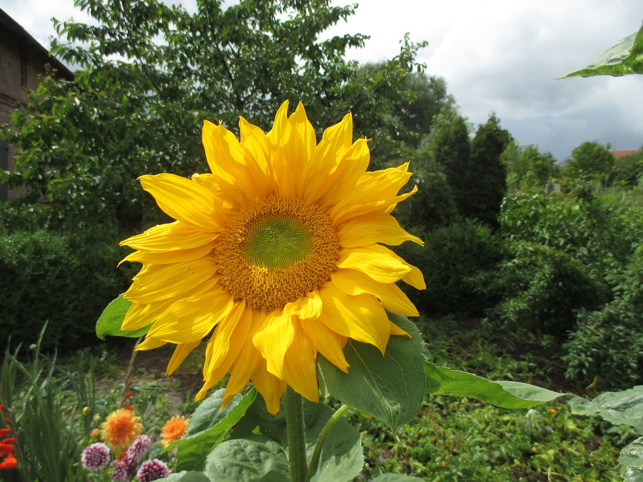 sun flower garden summer free photo