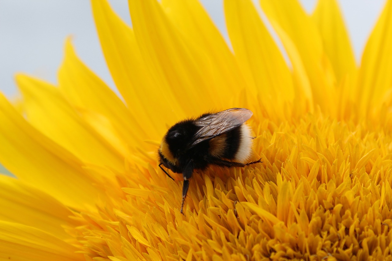 sun flower hummel flower free photo