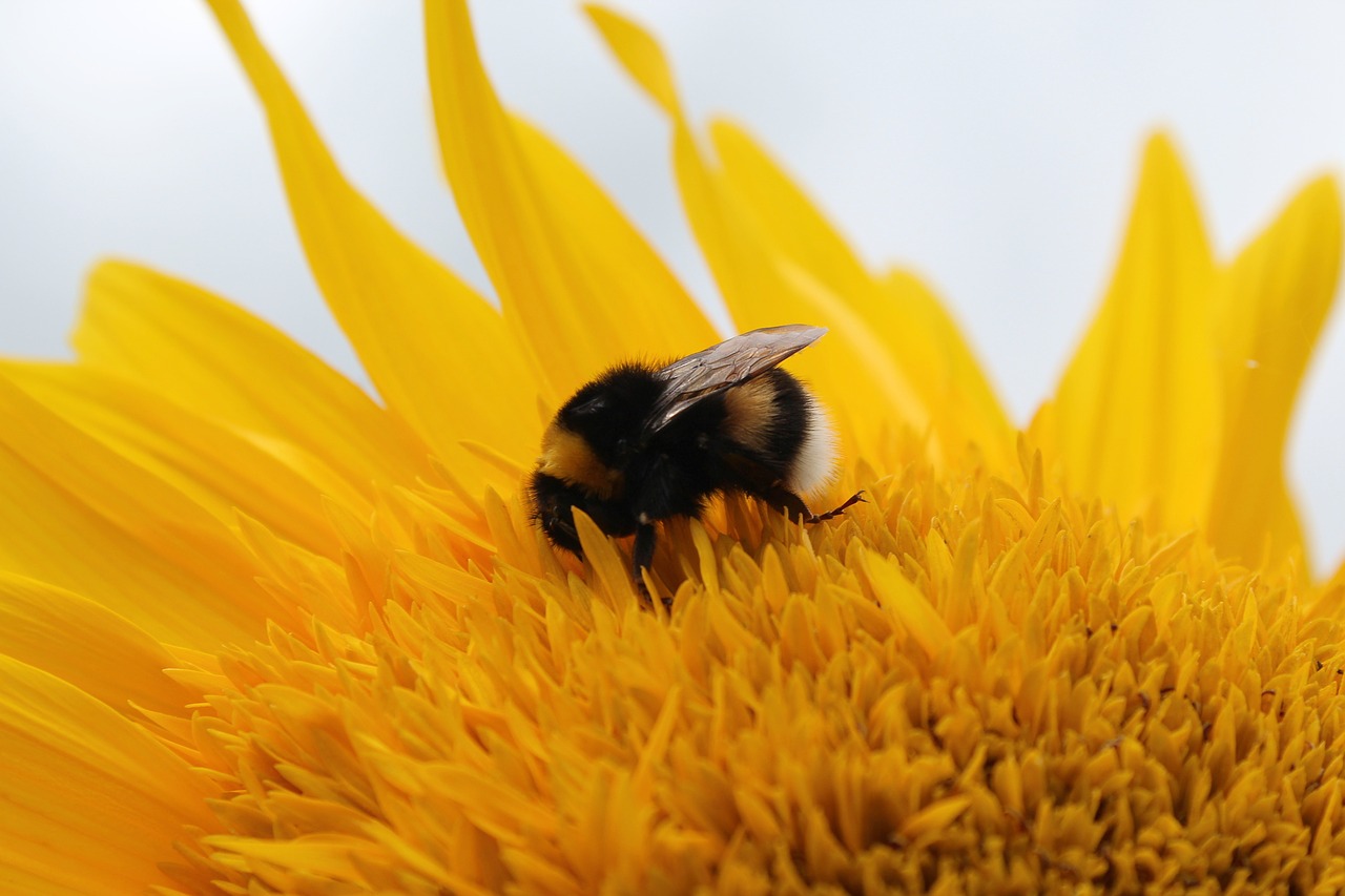 sun flower hummel flower free photo