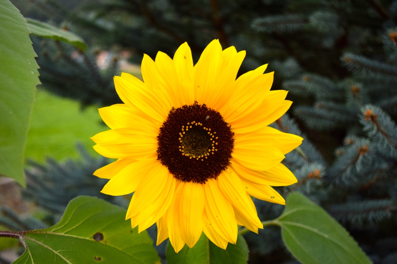 sun flower flower sun free photo