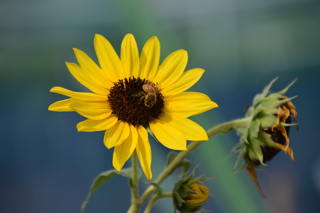 sun flower bees live n wick free photo