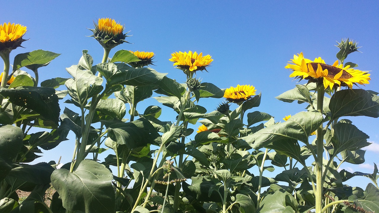 sun flower sunflower field sky free photo