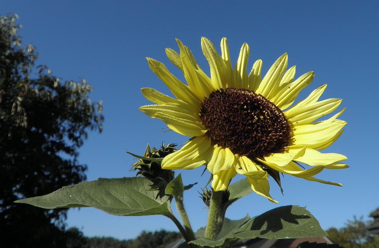 sun flower dewdrop flower free photo