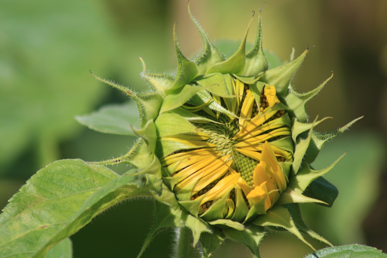 sun flower summer green free photo