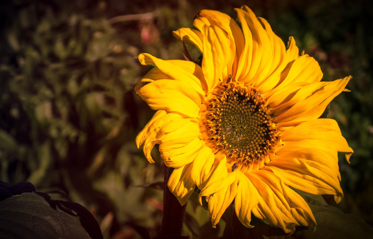 sun flower yellow flower yellow free photo