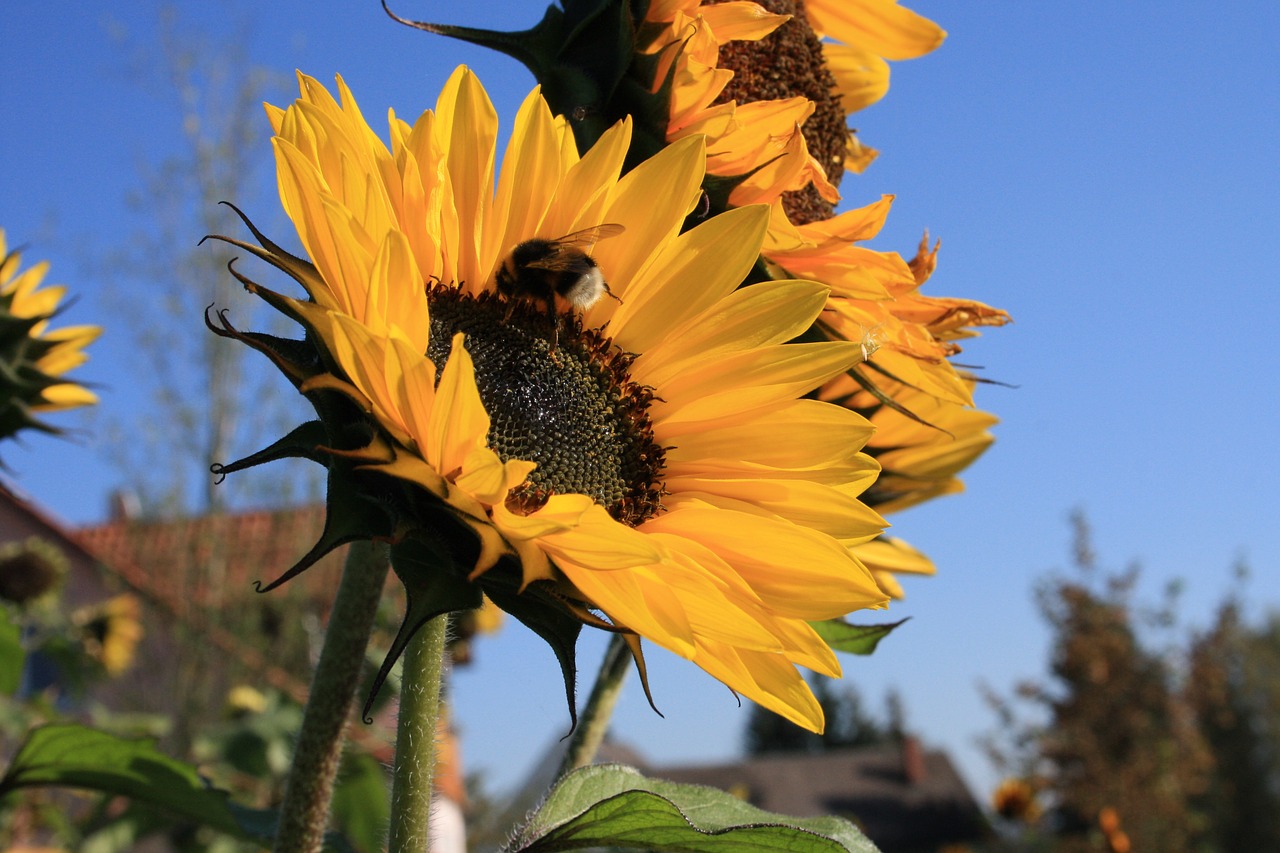 sun flower bee sky free photo