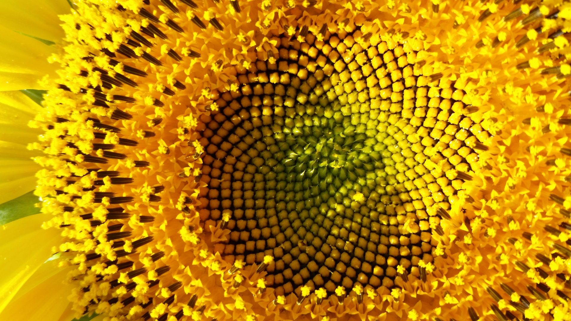 sun flower at free photo