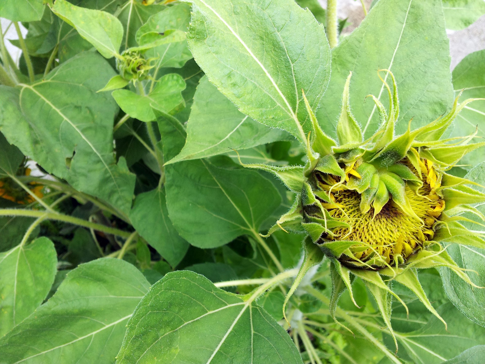 sun flower blossom yellow sunflower free photo