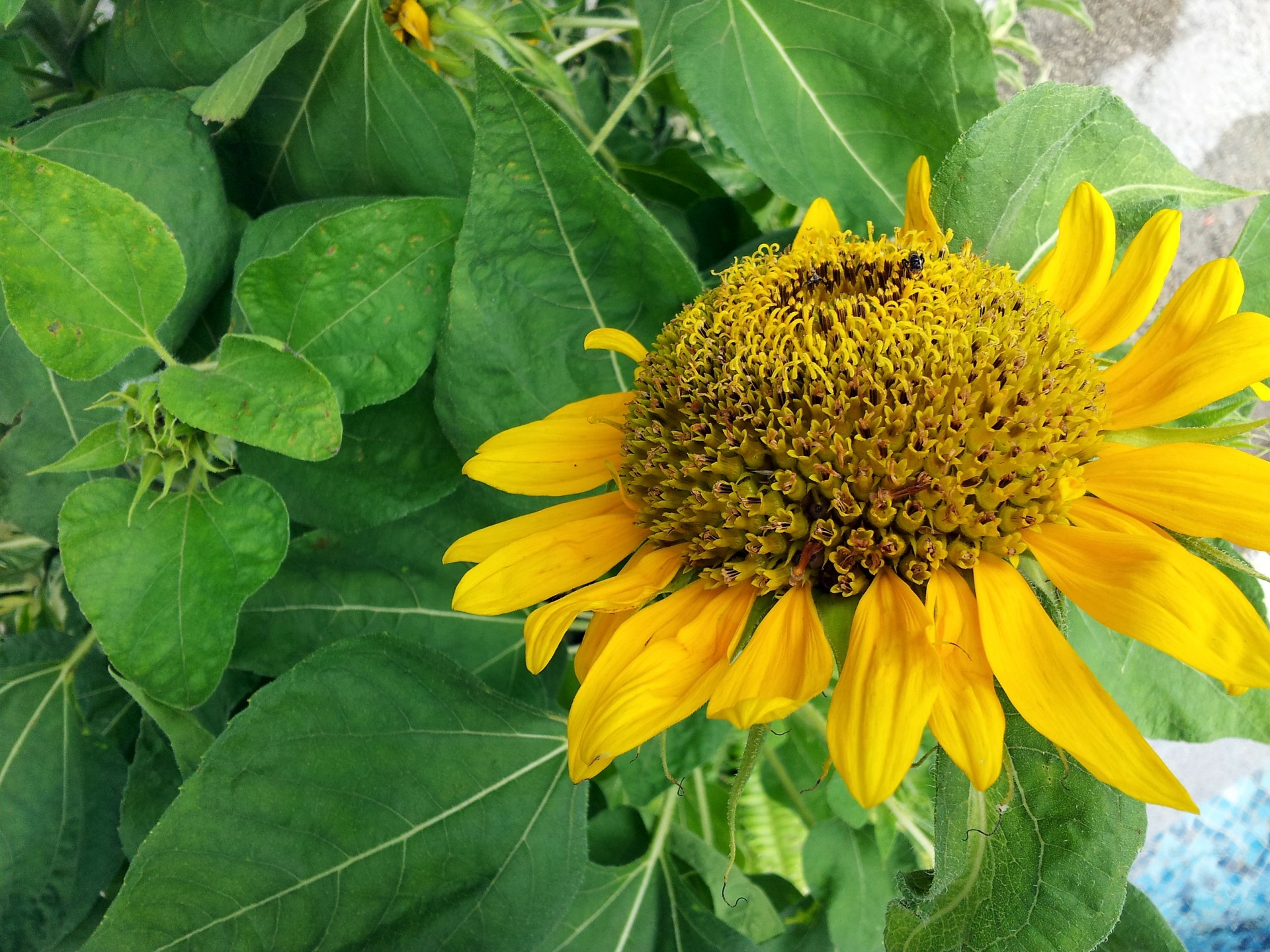 sun flower blossom yellow sunflower free photo