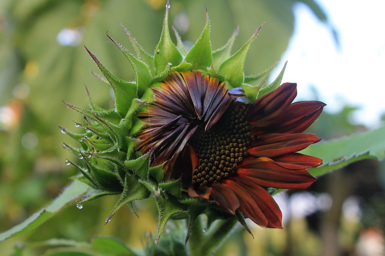 sun flower velvet queen plant almost blossom free photo