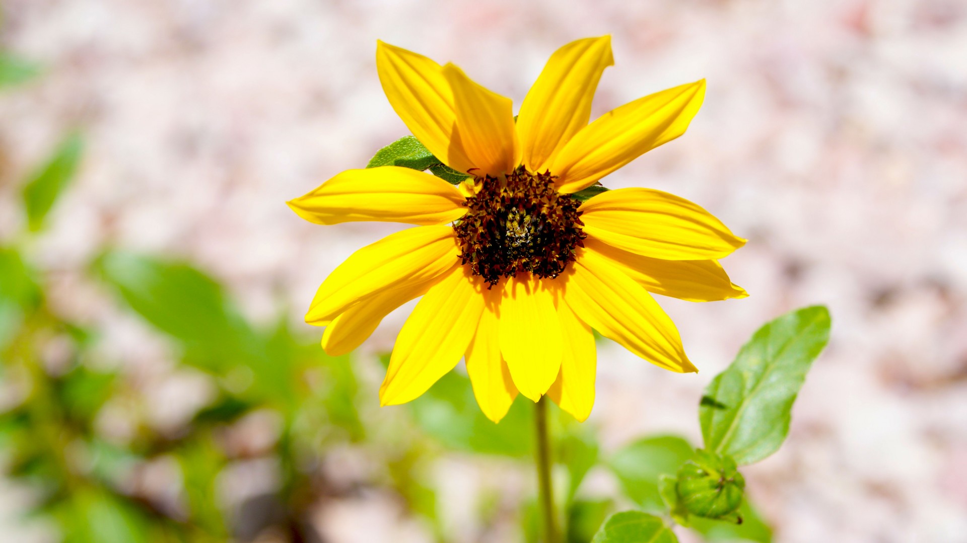 sun flower stem free photo