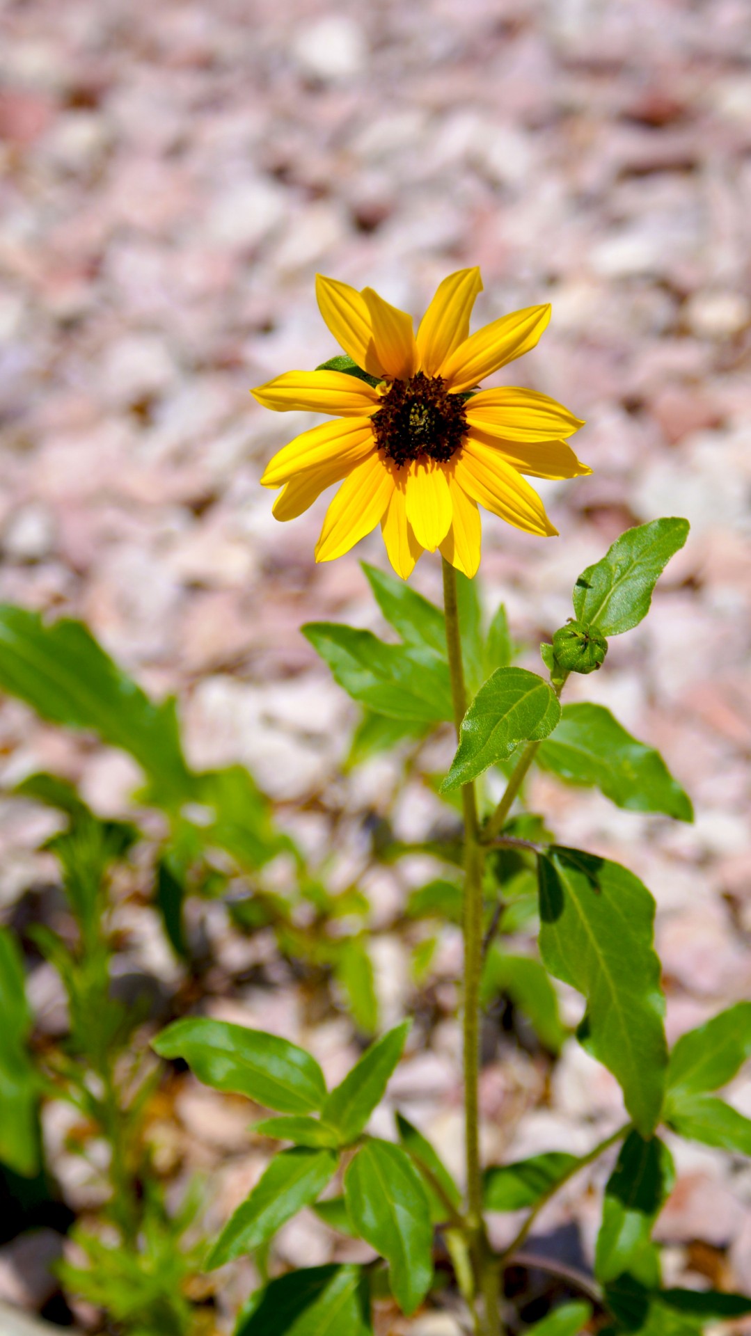 sun flower sun flower free photo