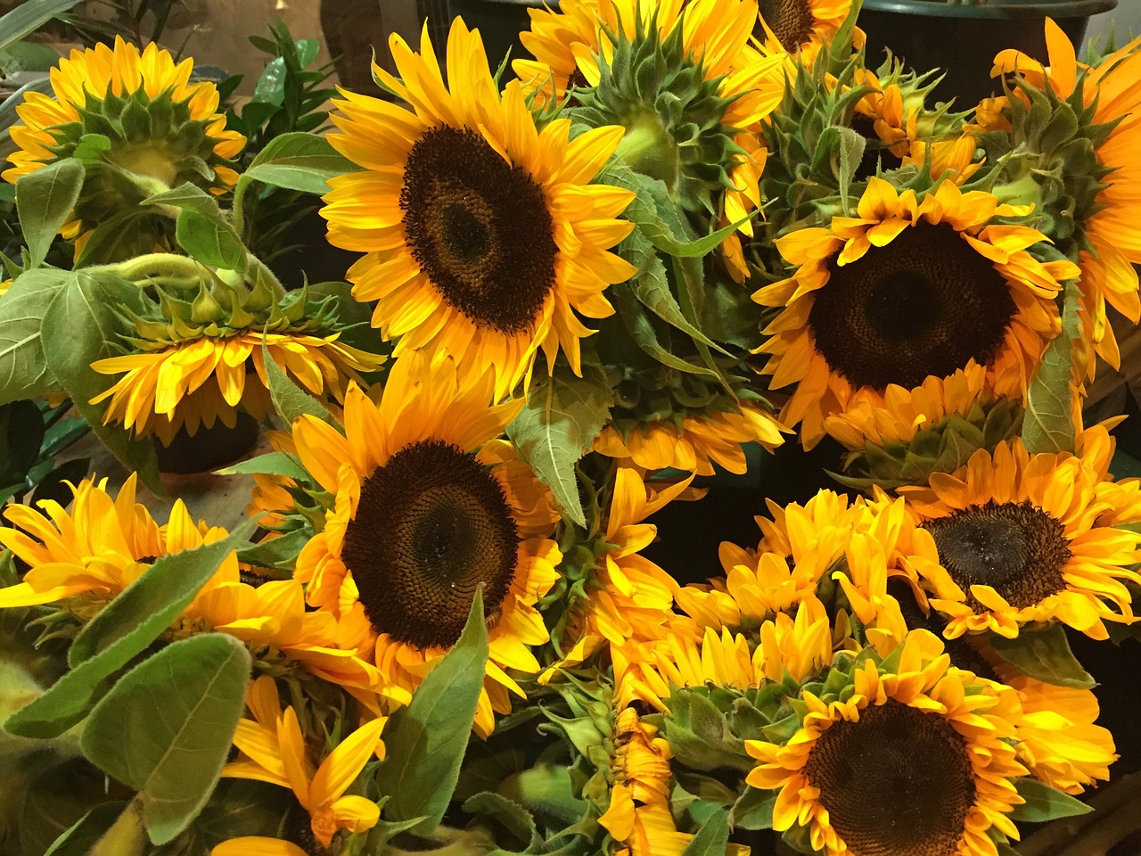 sunflowers for sale new york city free photo