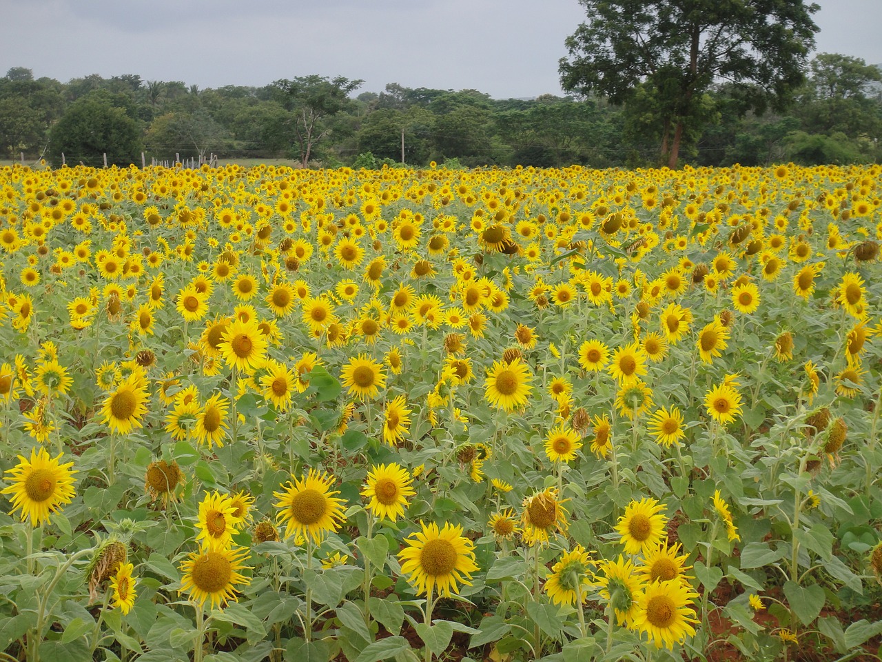 sun flowers garden flower free photo