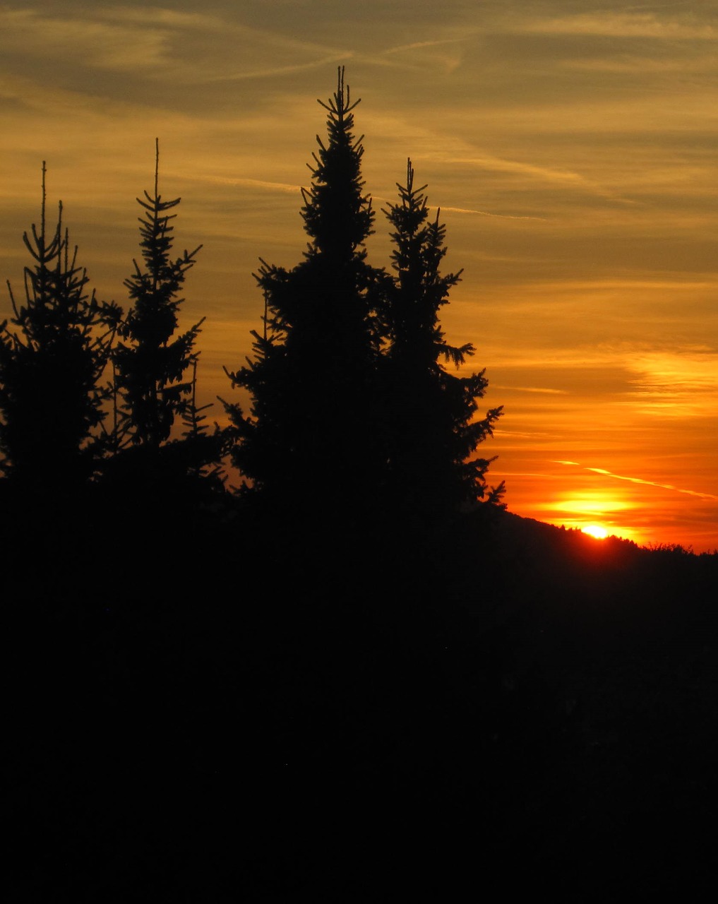 sun goes down firs edge of the woods free photo