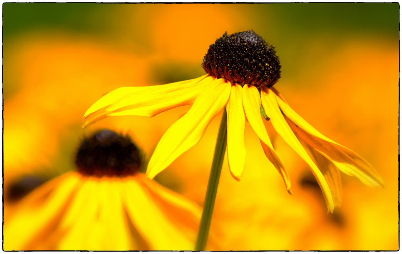 sun hat yellow coneflower flower free photo