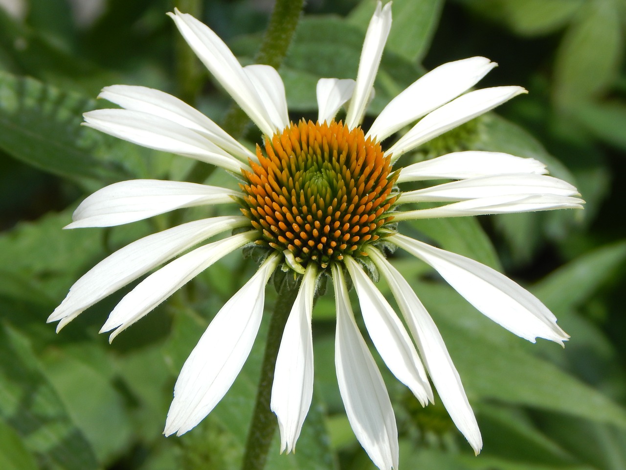 sun hat echinacea white sun hat free photo