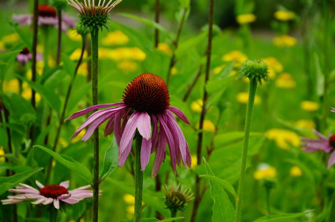 sun hat purple sparkle sonnenhut echinacea purpurea free photo