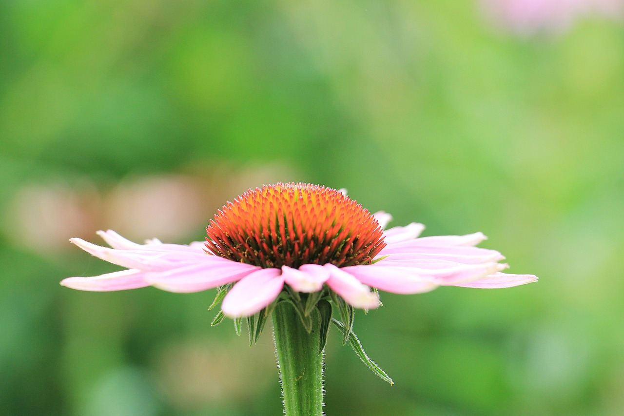 sun hat pallida echinacea free photo