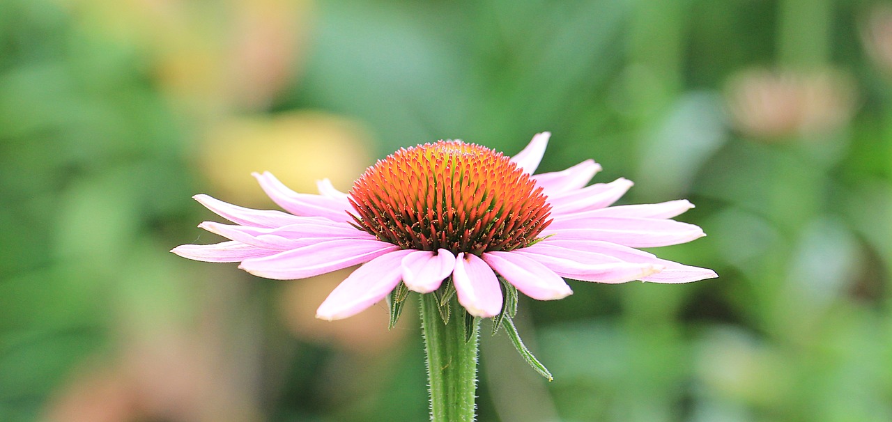 sun hat pallida echinacea free photo