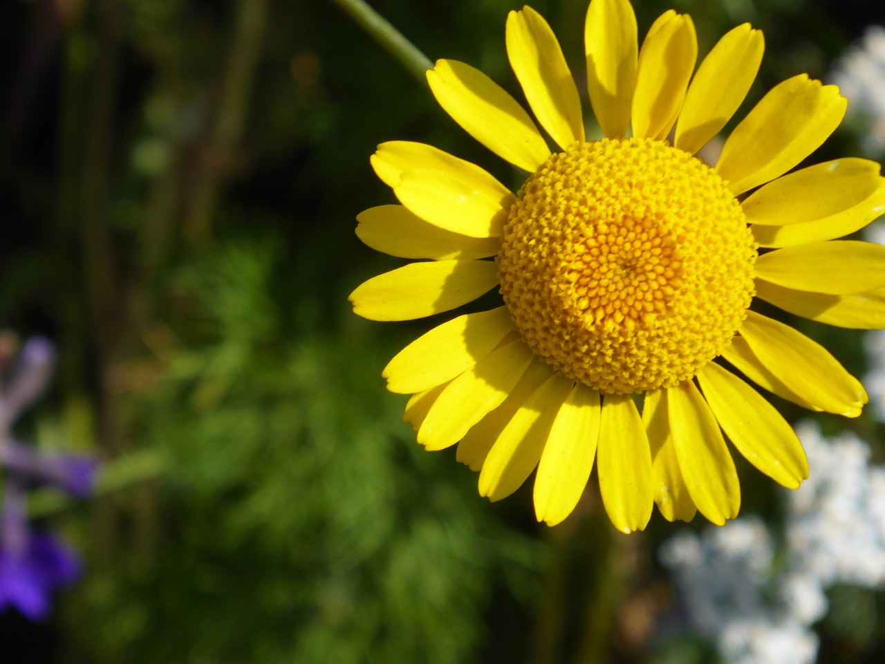 sun hat pallida blossom free photo