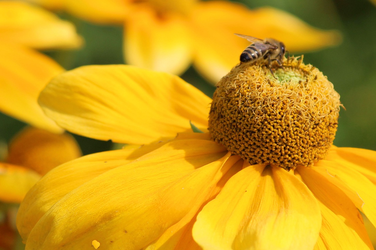 sun hat blossom bloom free photo