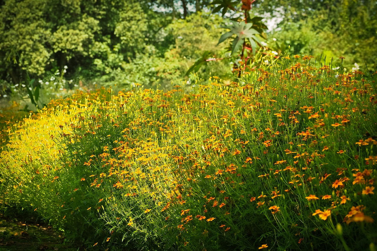 sun hat flowers ordinary sonnenhut free photo