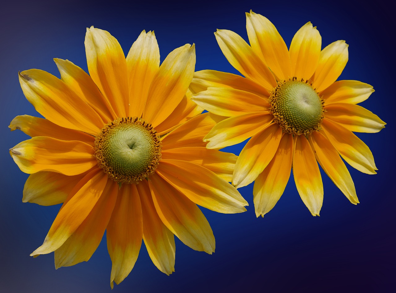 sun hat blossom bloom free photo