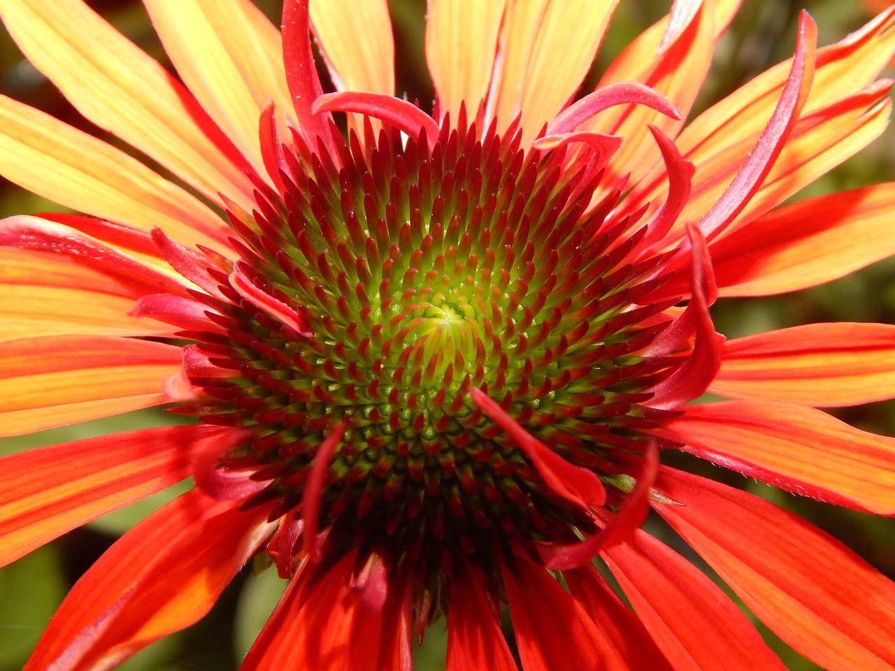 sun hat echinacea garden free photo