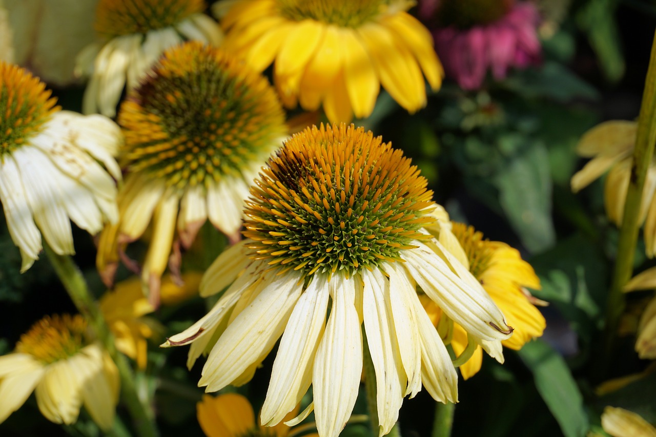 sun hat flower blossom free photo